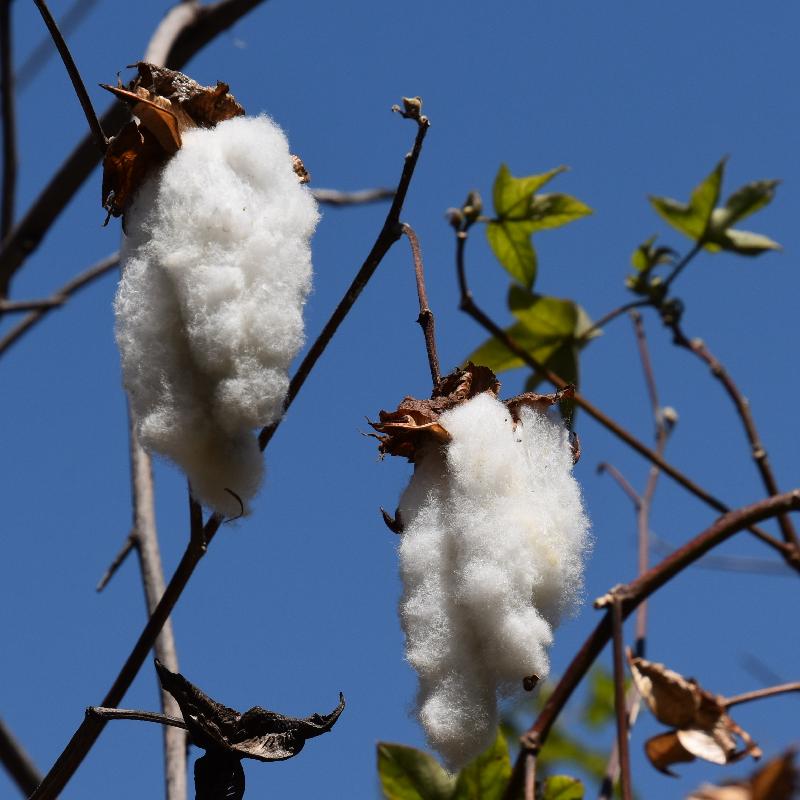 Lac Atitlan : coton blanc